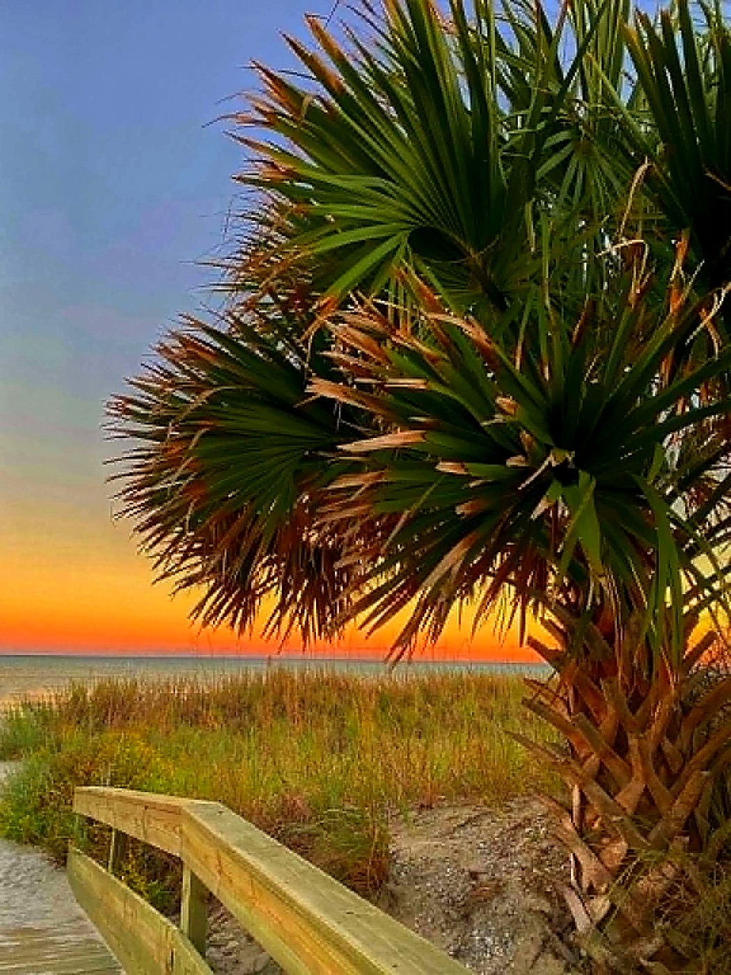 Palmetto silhouette over a Carolina sunset